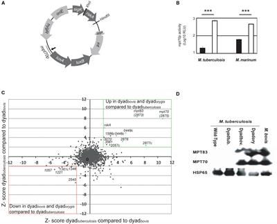 RskA Is a Dual Function Activator-Inhibitor That Controls SigK Activity Across Distinct Bacterial Genera